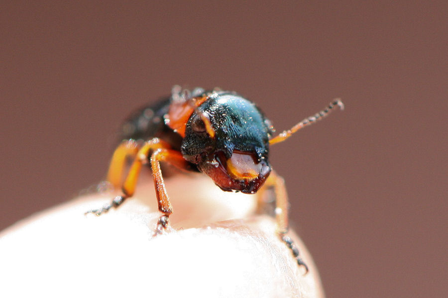 Cheilotoma erythrostoma, Chrysomelidae